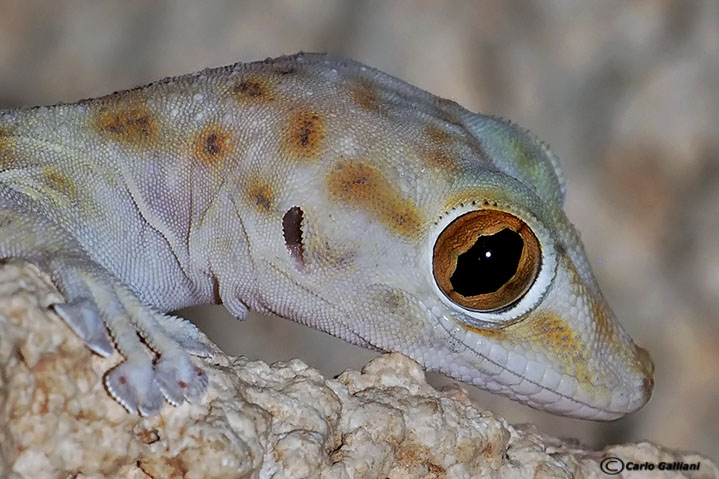 Microcosmo (visti da molto vicino)